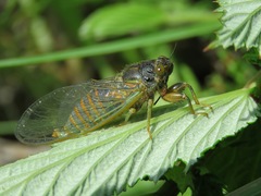 Cicadetta montana