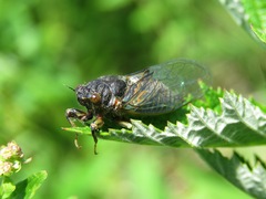Cicadetta montana