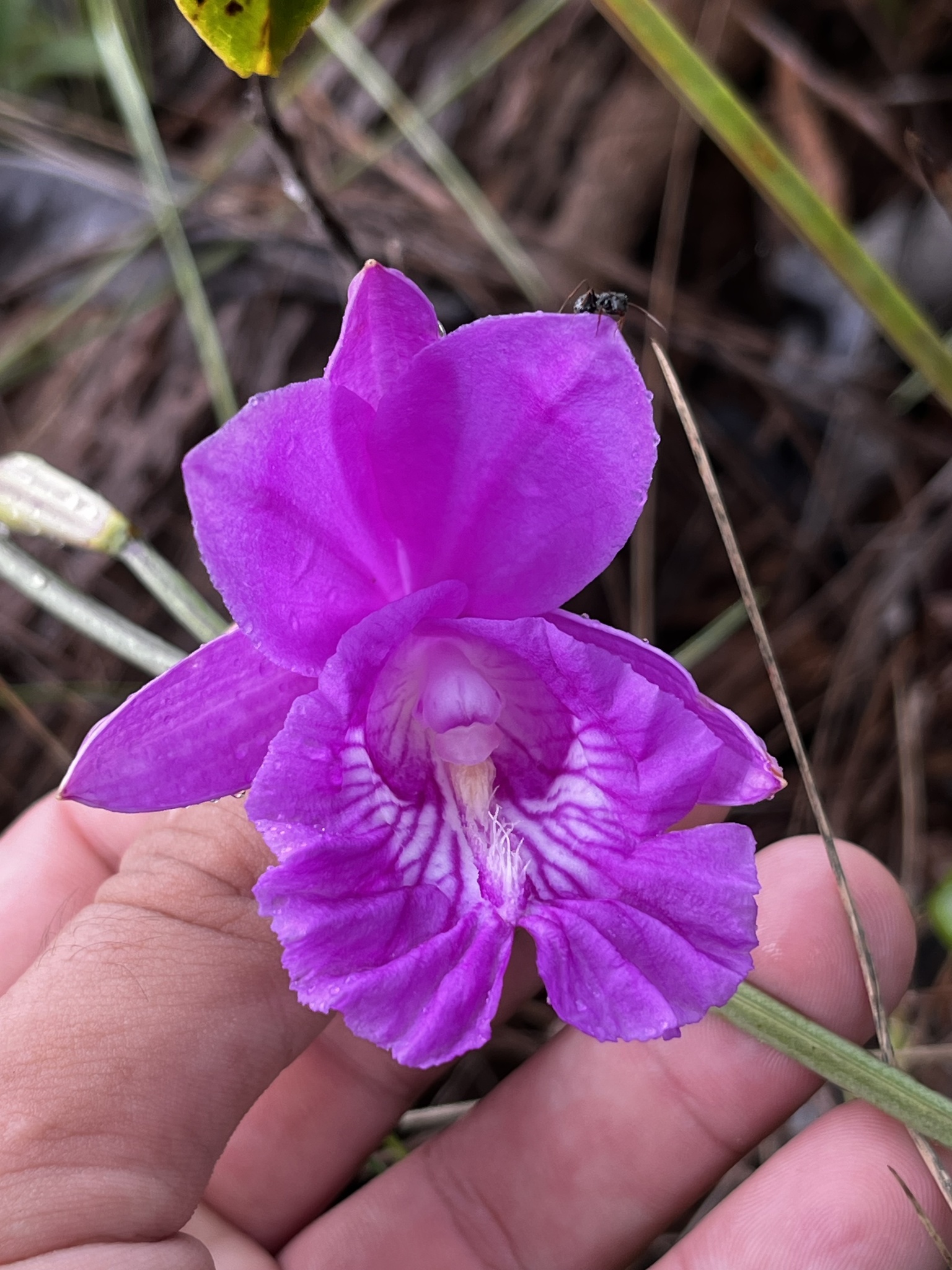 Imagem de Orquídea-do-brejo
