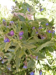 Anchusa azurea image