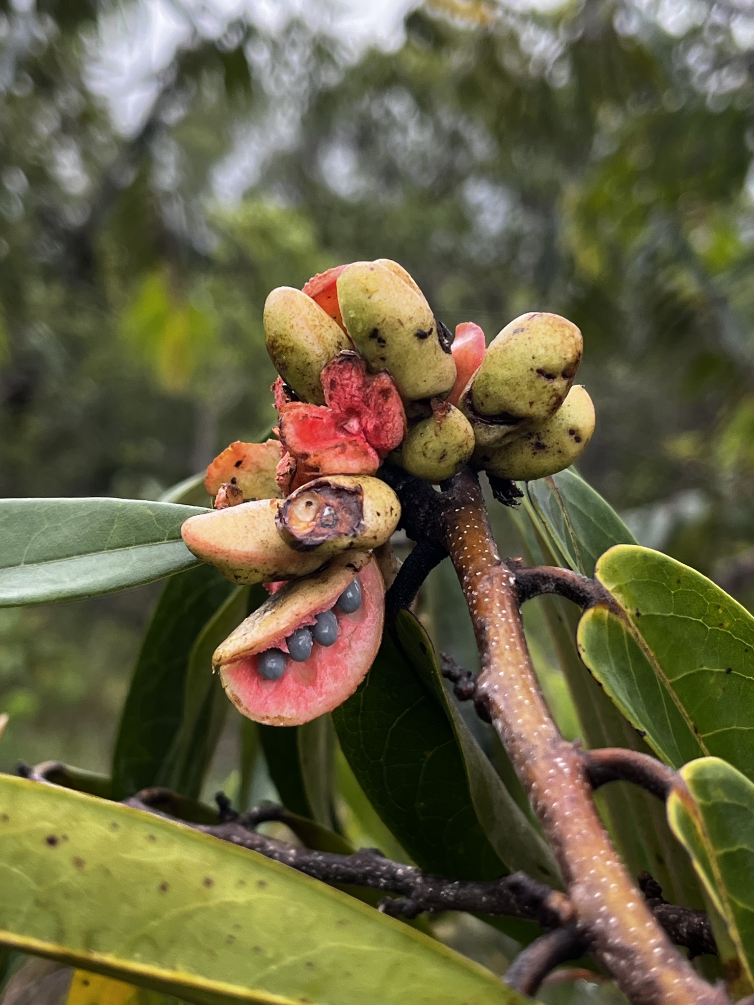 Imagem de Pindaíba-do-brejo