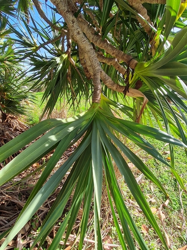 Foto de Pinheiro-de-madagascar