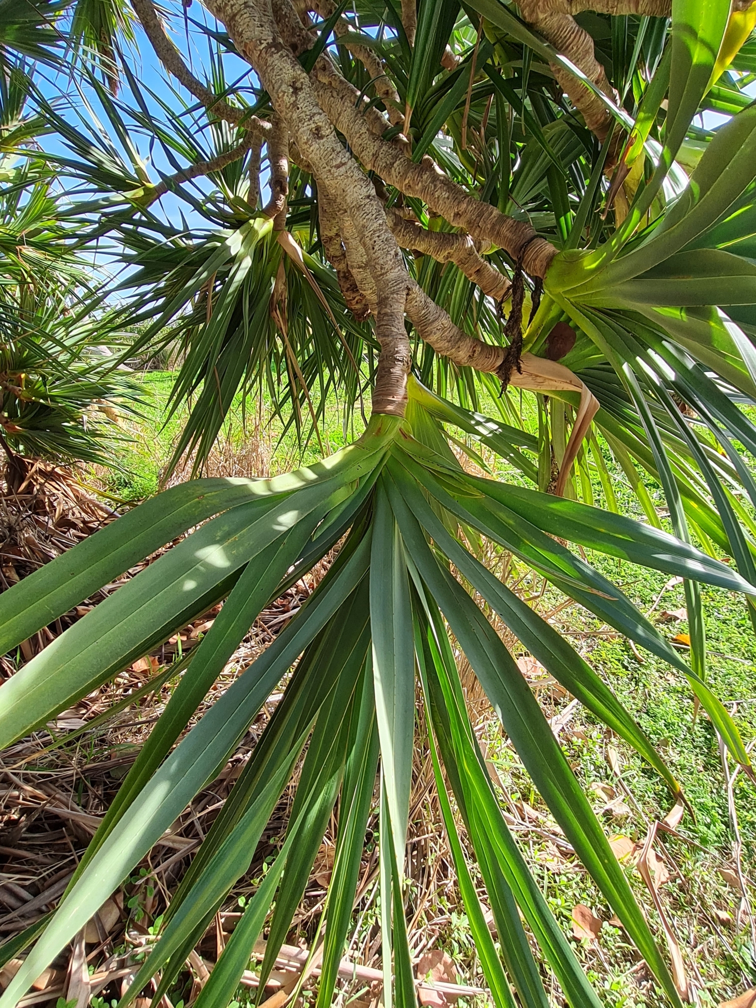 Imagem de Pinheiro-de-madagascar