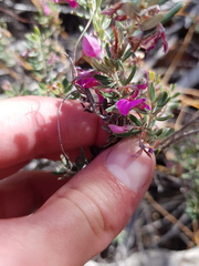 Indigofera "sclerophylla"
