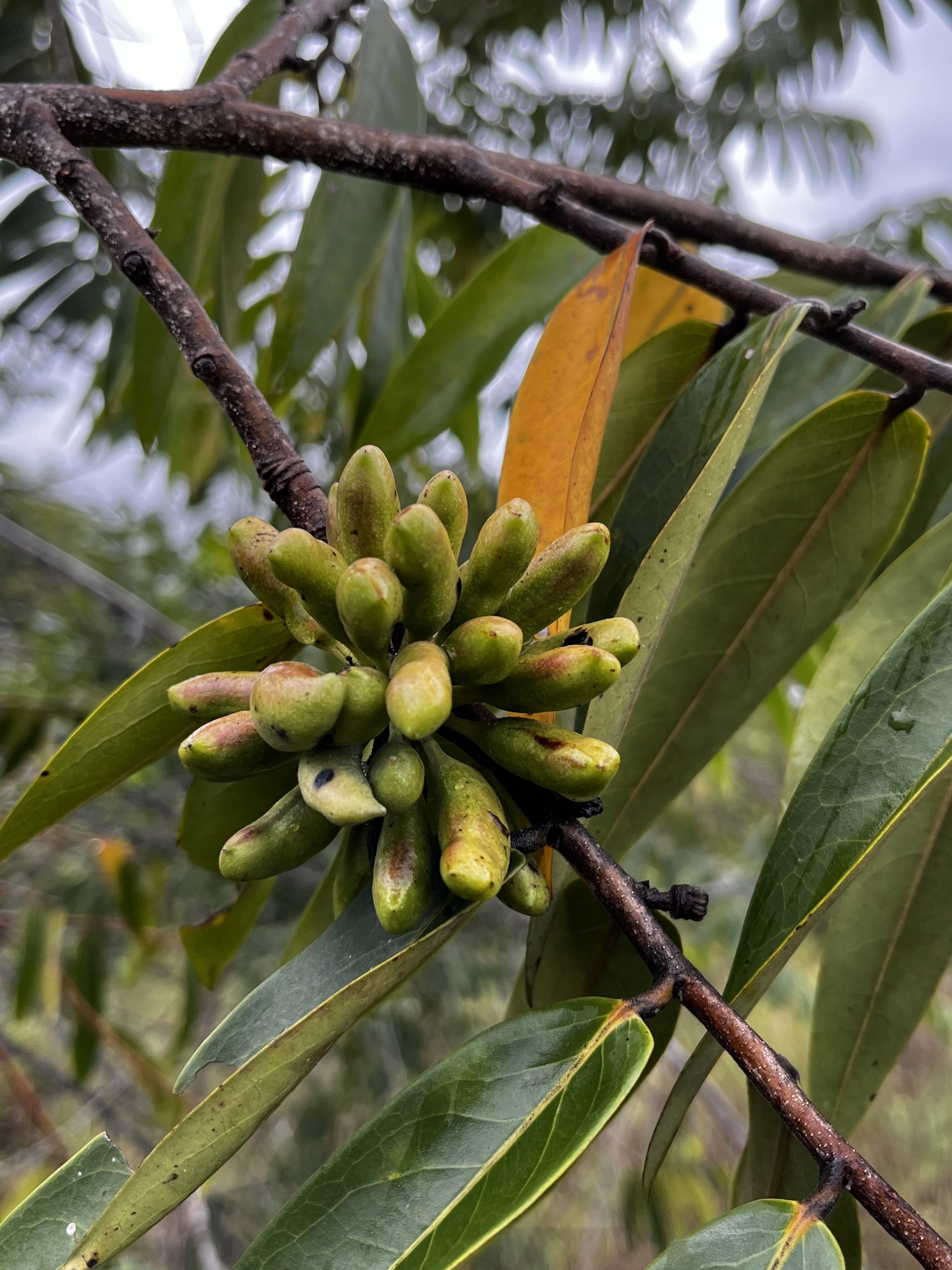 Imagem de Pindaíba-do-brejo