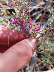 Indigofera "sclerophylla"