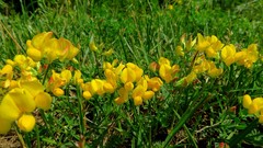 Lotus corniculatus corniculatus