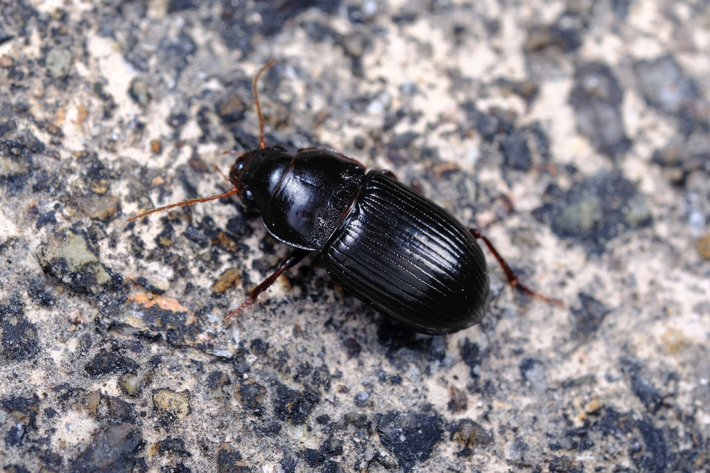 Amara simplicidens