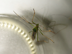 Leptocorisa chinensis