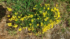 Lotus corniculatus corniculatus