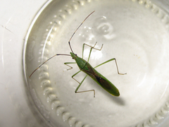 Leptocorisa chinensis