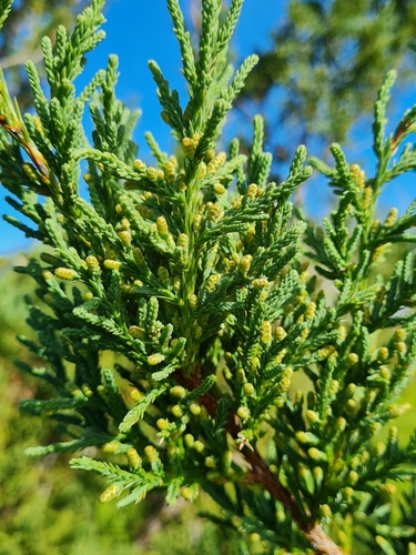Image of Juniperus bermudiana by (c) Alison Copeland, some rights reserved (CC BY)