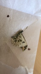 Anthocharis scolymus