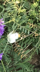 Anthocharis scolymus