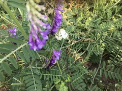 Anthocharis scolymus