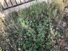 Anthocharis scolymus