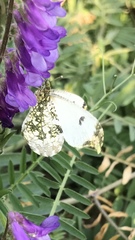 Anthocharis scolymus