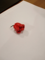 Piperales