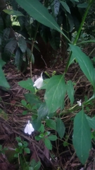 Rhinacanthus nasutus