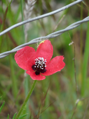 Papaver hybridum