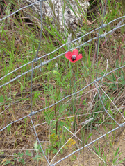 Papaver hybridum