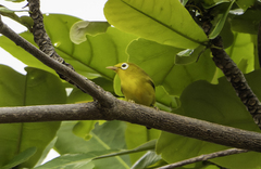 Wakatobi White-Eye photo 3