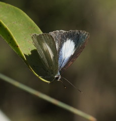 Eirmocides consimilis