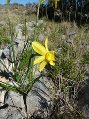 Narcissus assoanus
