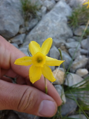 Narcissus assoanus