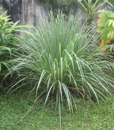Foto de Capim-limão