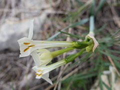 Narcissus dubius