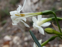 Narcissus dubius