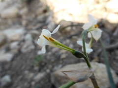 Narcissus dubius
