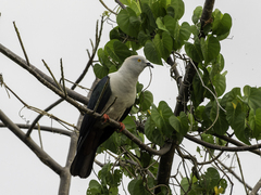Elegant Imperial Pigeon photo 3