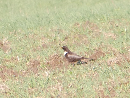 Mirlo capiblanco (Turdus torquatus)