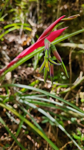 Image of Billbergia nutans by no rights reserved