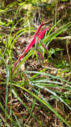 Image of Billbergia nutans by no rights reserved