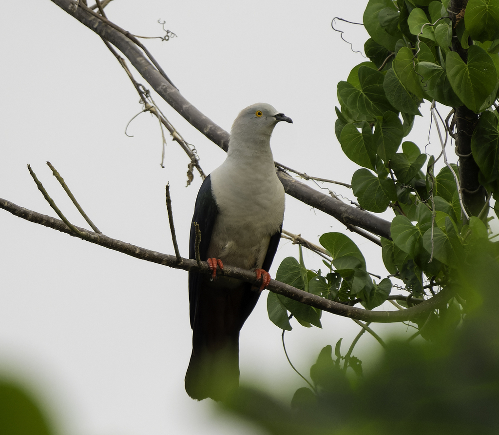 Elegant Imperial-Pigeon photo