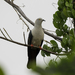 Elegant Imperial Pigeon - Photo (c) Blythe Nilson, some rights reserved (CC BY-NC), uploaded by Blythe Nilson