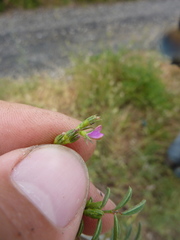 Onobrychis caput-galli