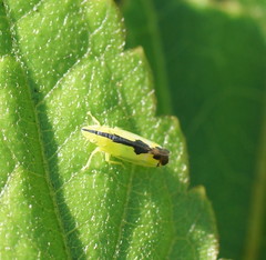 Australnirvana adelaideae