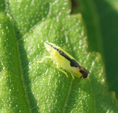 Australnirvana adelaideae