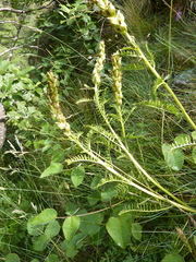Pedicularis comosa