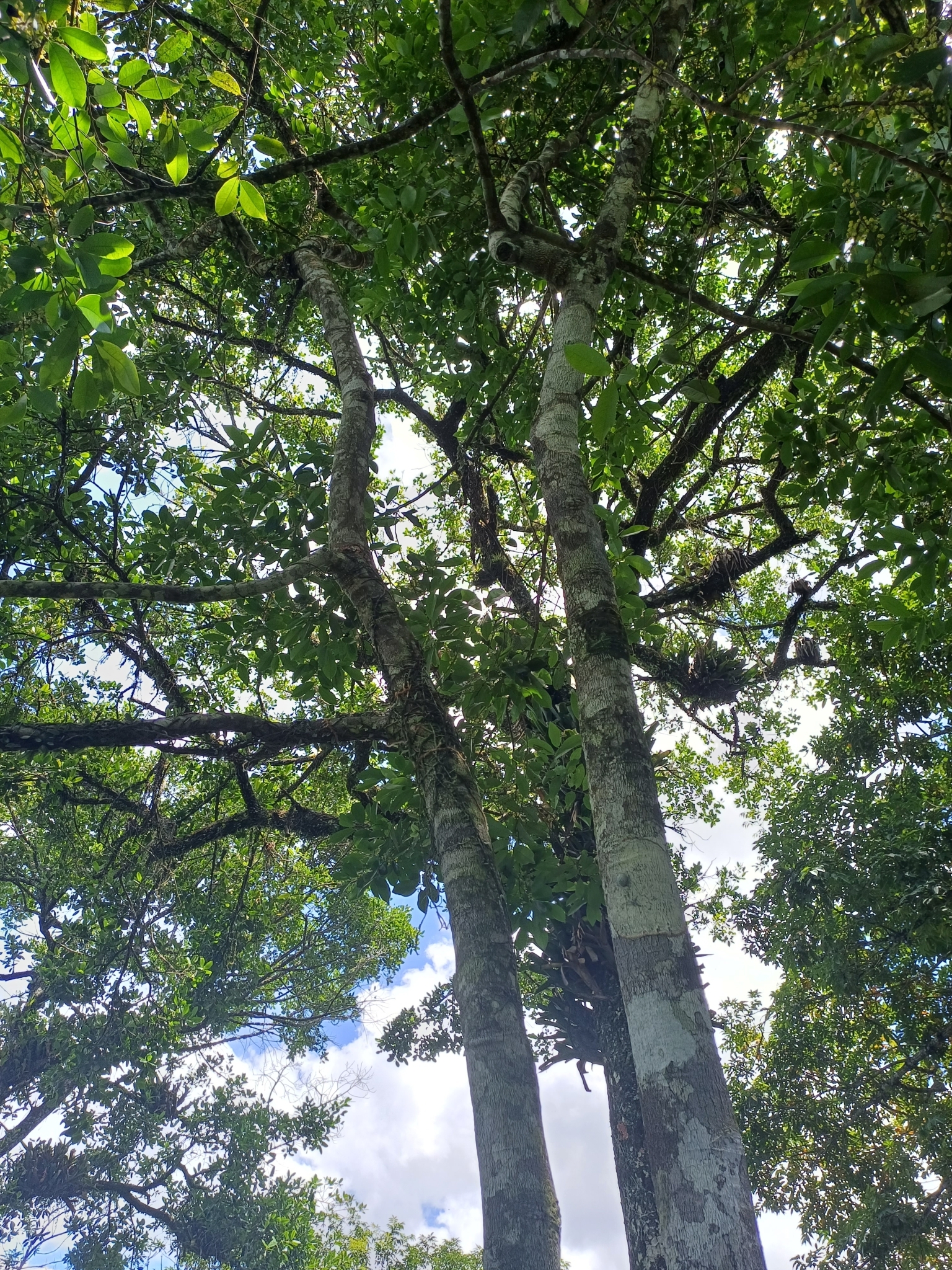 Imagem de Camboatá-branco