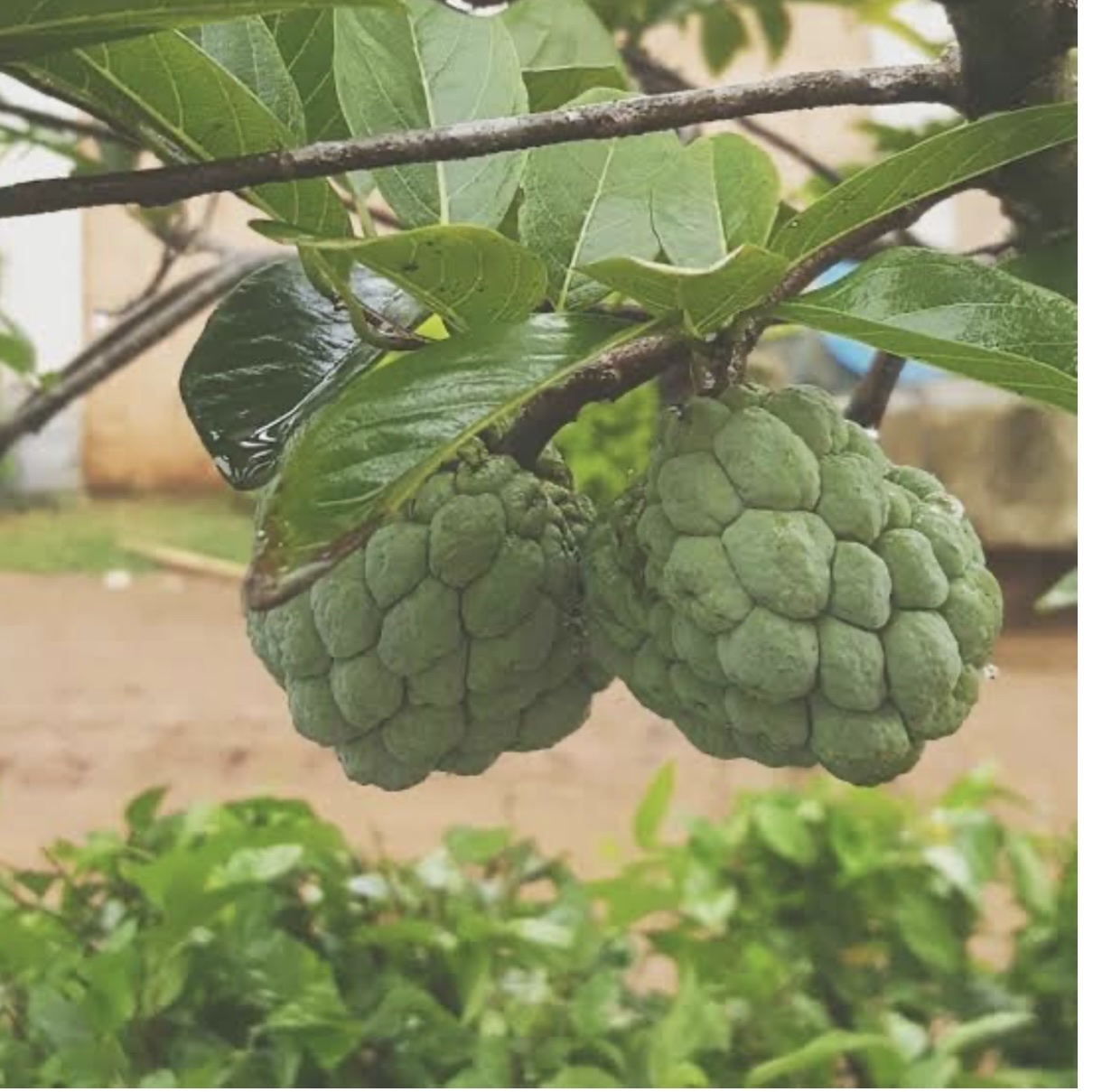Imagem de Fruta-do-conde