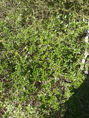 Phillyrea latifolia media