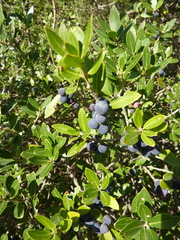 Phillyrea latifolia media