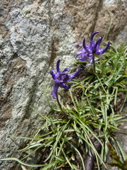 Phyteuma hemisphaericum