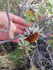 Protea sulphurea