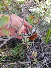 Protea sulphurea
